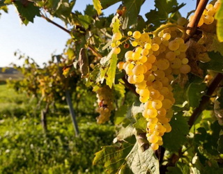 Зелене добриво для винограду заміняє 75% повної норми перегною